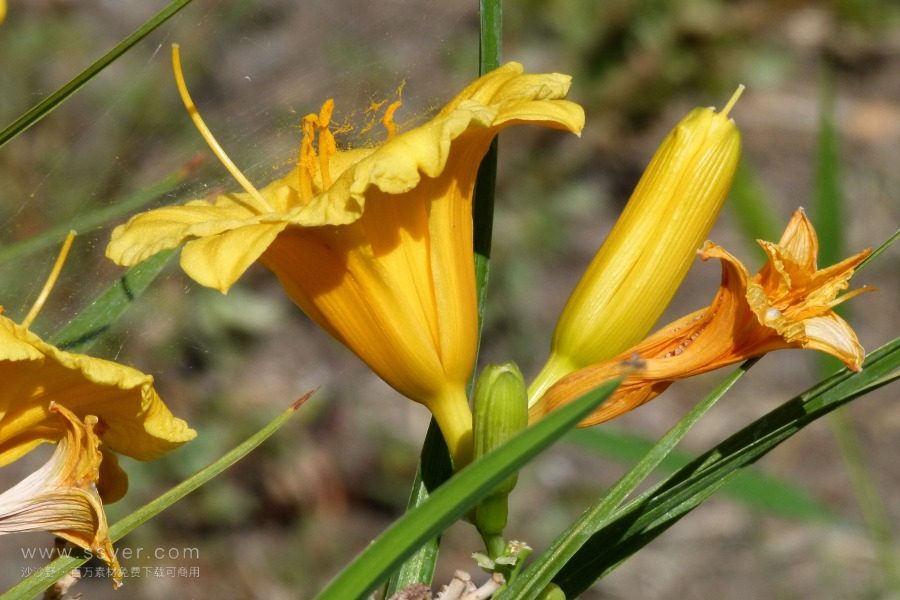 風途科技：種植黃花菜需要什么氣候條件？